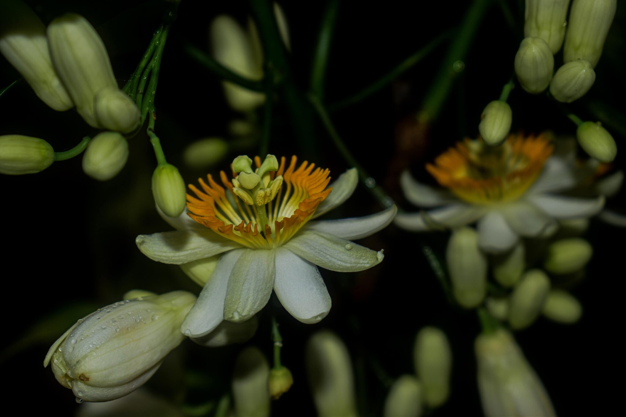 Ganador en flora: Asociación Huila Biodiversa - AHUB de Neiva. Mensaje: Las plantas del género Passiflora son valiosas para el Huila por su diversidad de especies silvestres con propiedades etnobotánicas y potencial económico. Además, se vienen publicando nuevas especies para la ciencia, convirtiendo al Huila en un departamento pionero para este grupo.