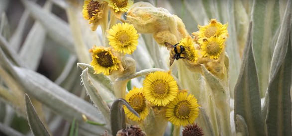 Imagen tomada de: El páramo, la alcancía del cielo.