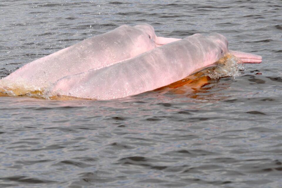 Una investigación científica detectó delfines con altas concentraciones de mercurio. Foto: cortesía Fernando Trujillo / Fundación Omacha.