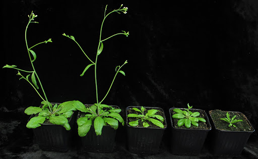 El hallazgo se realizó a partir de experimentos con 'Arabidopsis thaliana', un modelo vegetal que comparte genes con los principales cultivos
