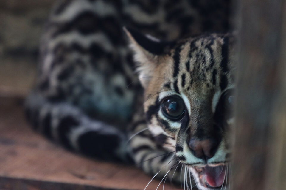 Un joven ocelote gruñe al ver a un periodista asomándose al cajón de madera donde descansa, en el hogar de paso del Dagma, en Cali. Foto: Santiago Wills