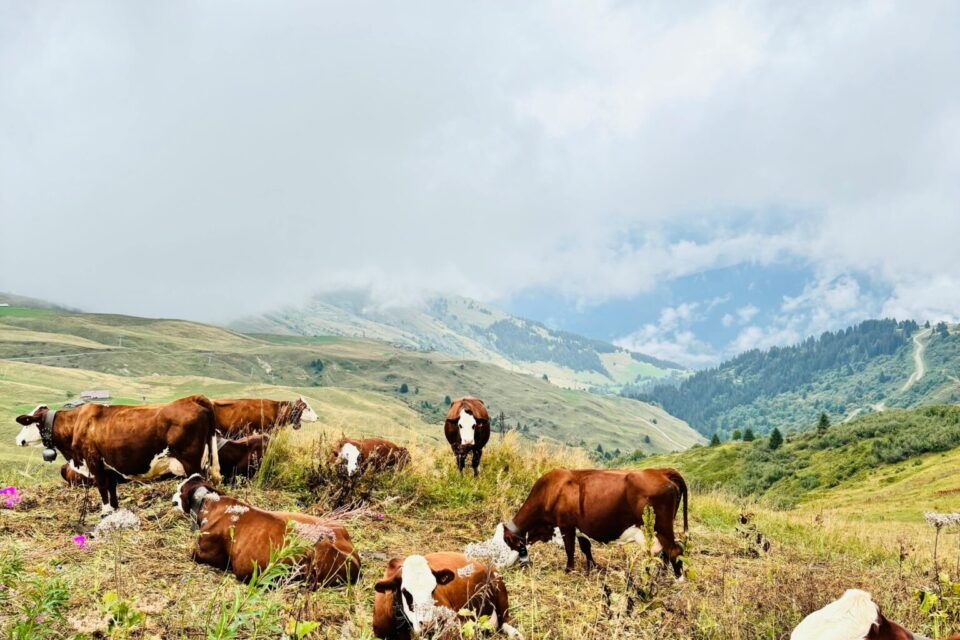 Imagen: Romain / Pixel