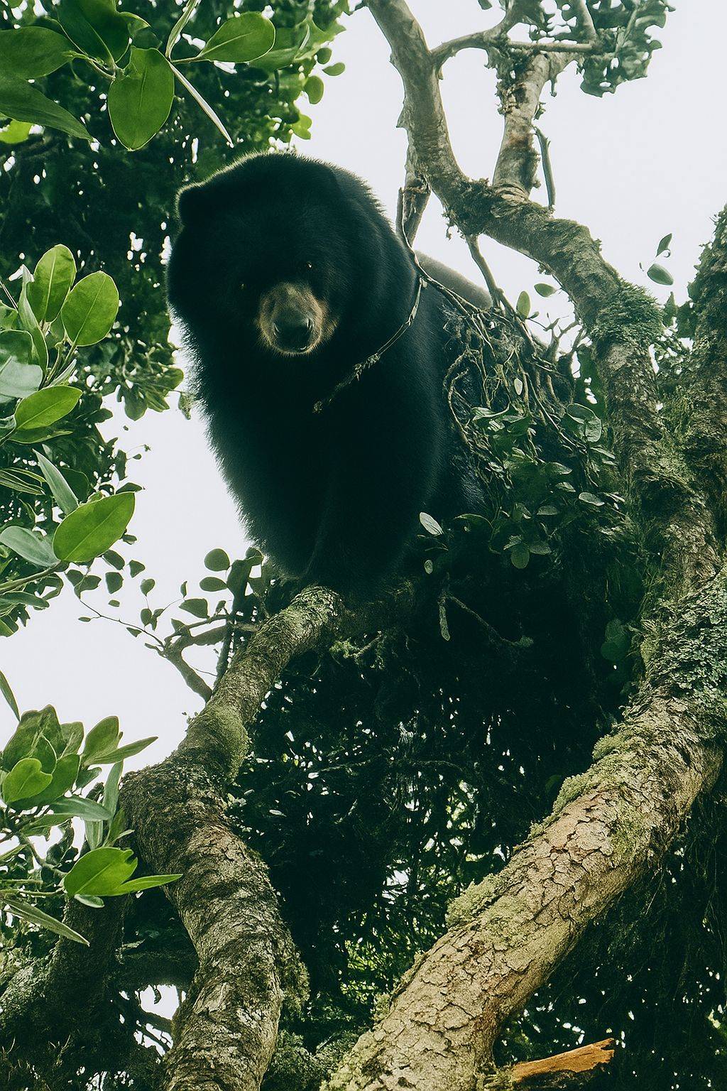 Oso de anteojos o andino, avistado en palmira. Imagen: CVC