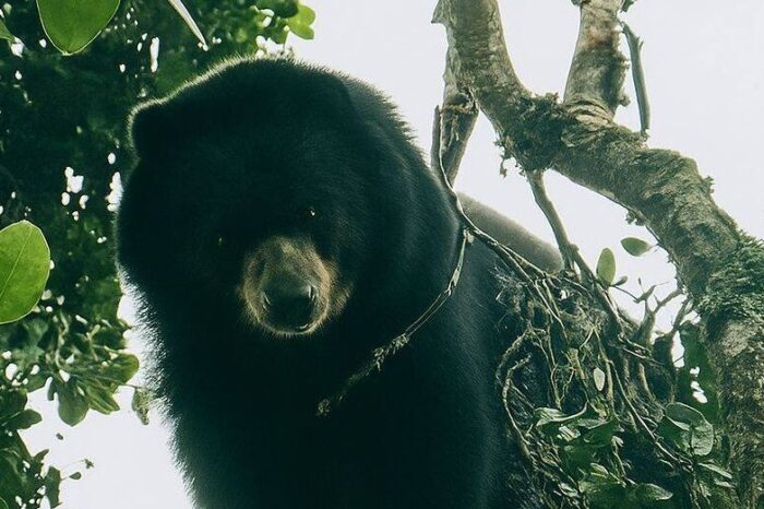 Autoridades piden proteger oso andino avistado en Palmira, Valle