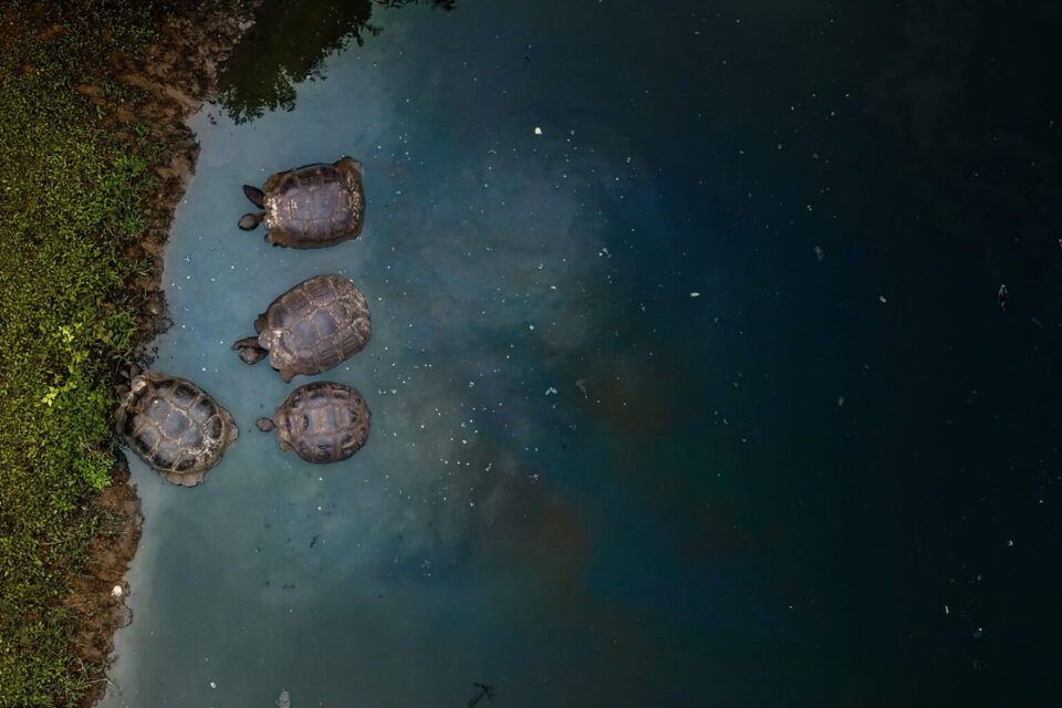 Tortugas gigantes en su paso por el Chato, una reserva turística ubicada en las tierras altas de Santa Cruz. Foto: cortesía Carlos Espinosa / CDF.