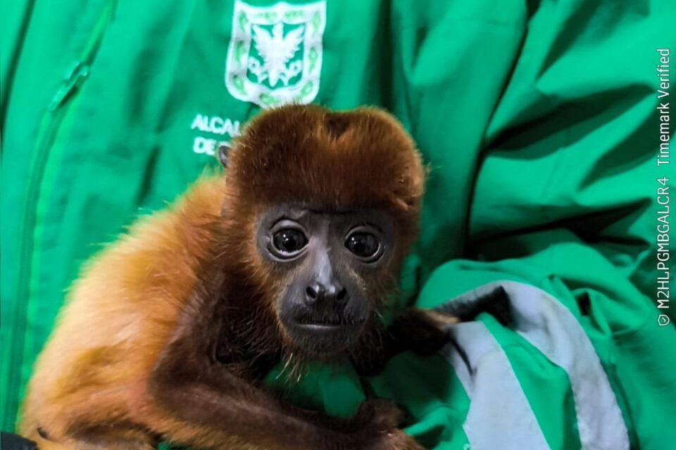 Cría de mono aullador inacautado en Bogotá. Imagen: Secretaría de Ambiente Bogotá.