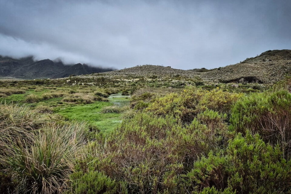En los páramos, el carbono es capturado principalmente por los suelos. Degradarlos a través de la ganadería o minería convierte a estos ecosistemas en emisores de carbono. Foto: cortesía Andrea Moreno / El Tiempo