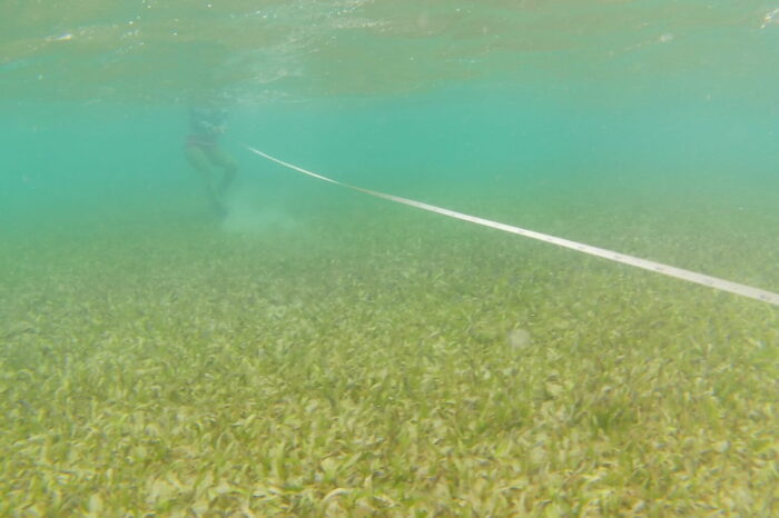 En Venezuela buscan proteger los pastos marinos para combatir el cambio climático