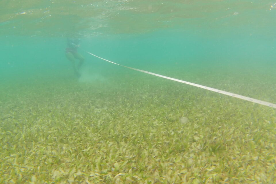 El equipo del IOV, mientras hacía mediciones de una de las praderas de Thalassia. Foto: cortesía Mayré Jiménez