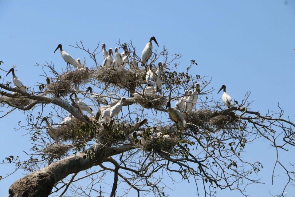 Cigüeñas en las copas de los árboles de Ochoó. Foto: cortesía Miguel Surubi.