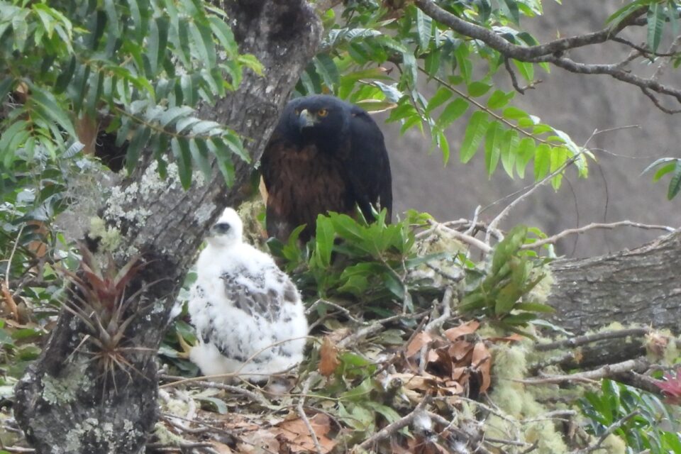 Nido avistado en el municipio de Colombia, Huila. Imagen: CAM.