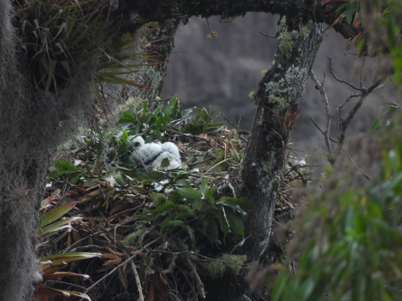 Polluelo de águila real de montaña dado a conocer por la autoridad ambiental del huila. Foto: CAM.