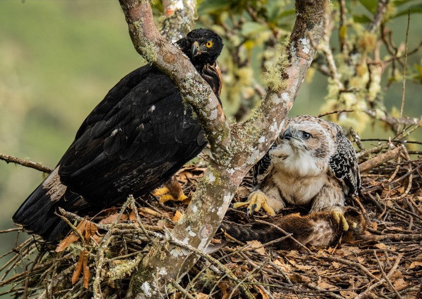 Nido hallado en octubre pasado en el departamento del Huila, Con este son siete que se etán monitoreando y protegiendo en ese departamento. Foto CAM.