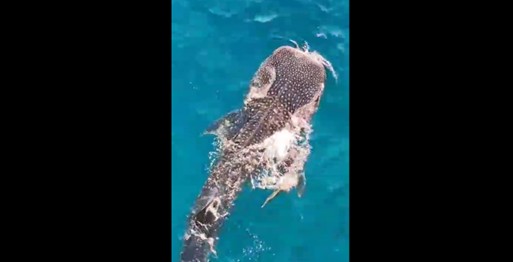 Tiburón ballena avistado en aguas de Manaure, La Guajira.