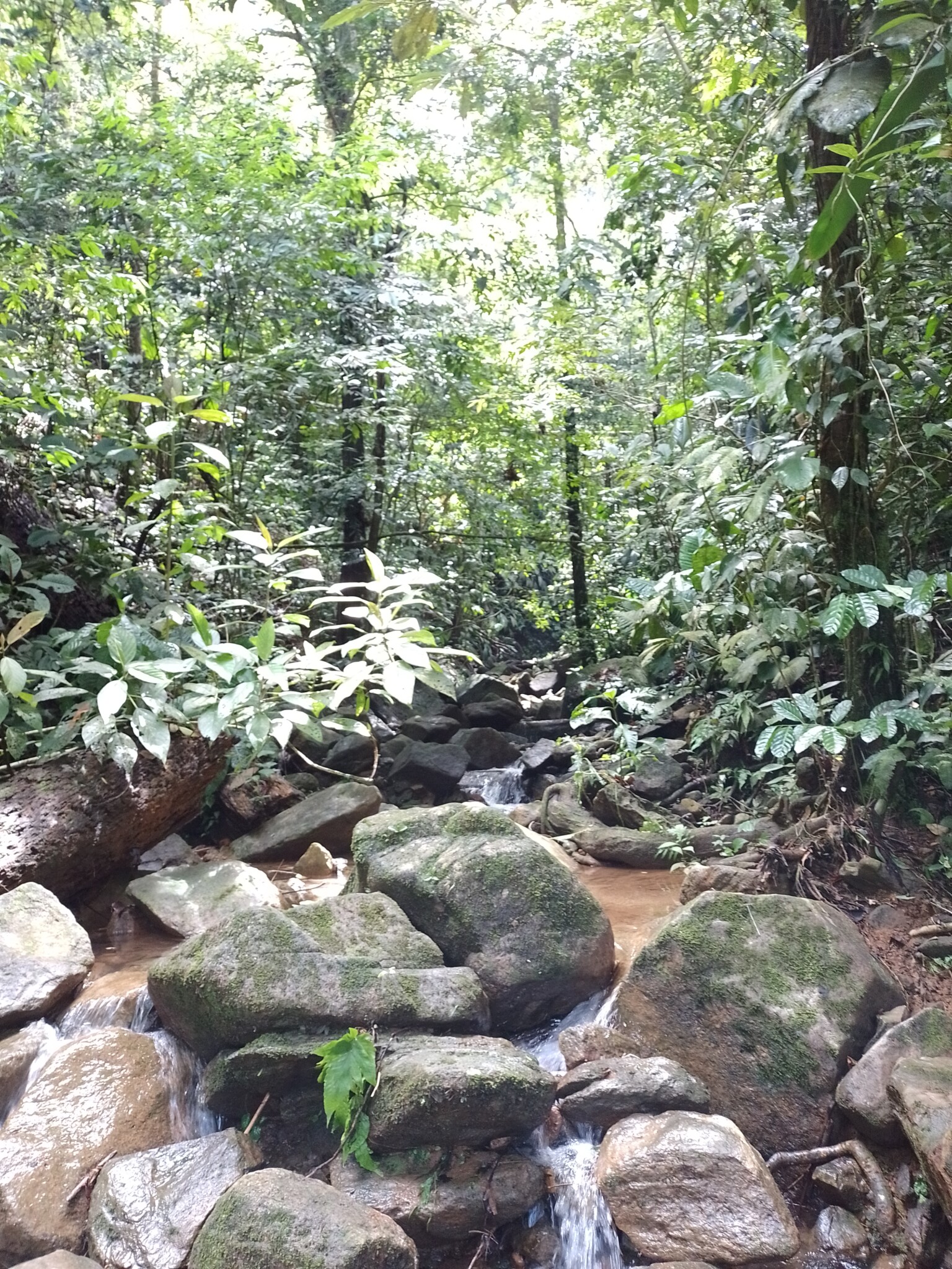quebrada San Cayetano, en el corregimiento Puerto López del municipio de El Bagre, en el Bajo Cauca antioqueño