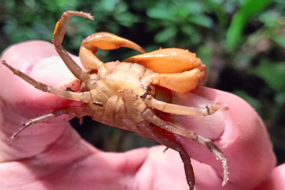 Nueva especie de cangrejo de agua dulce en El Bagre, Antioquia