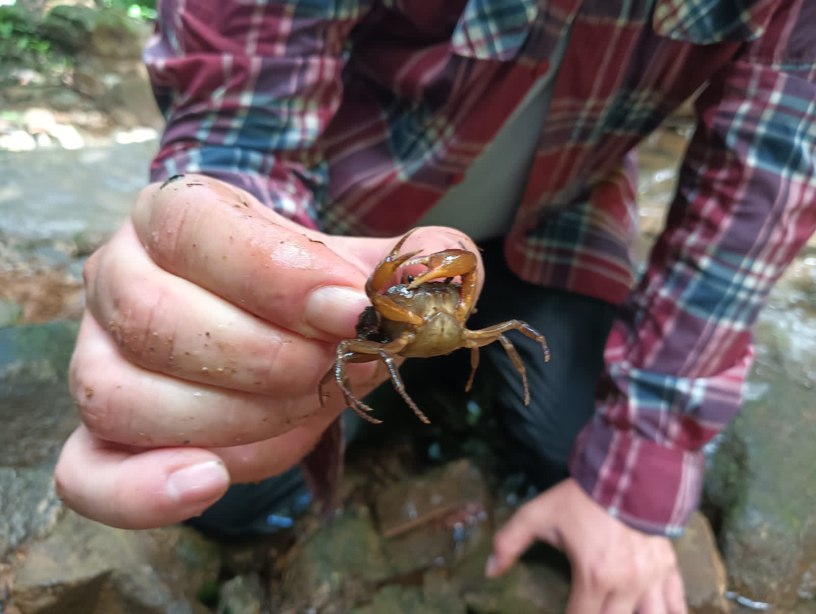 Cangrejo de agua dulce corresponde a Phallangothelphusa lobulata Campos & Alexander. Imágenes: Corantioquia.