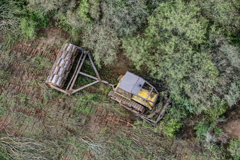 En el Chaco argentino, en el noreste del país, la deforestación crece año a año. Foto: cortesía Greenpeace Argentina