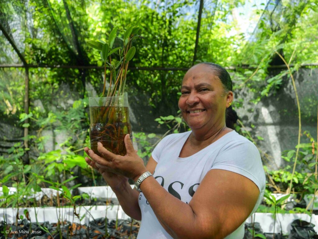 Virginia sostiene el manglar que comienza a echar sus raíces en agua. Foto: Ana María Jessie
