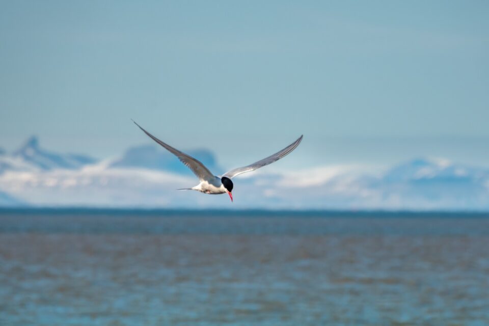 Arctic Tern, Svalbard, Norway © LouieLea, Shutterstock