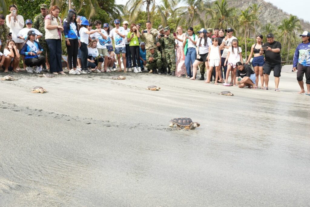 Las tortugas fueron liberadas en las playas de Santa Marta. Imagen Corpamag