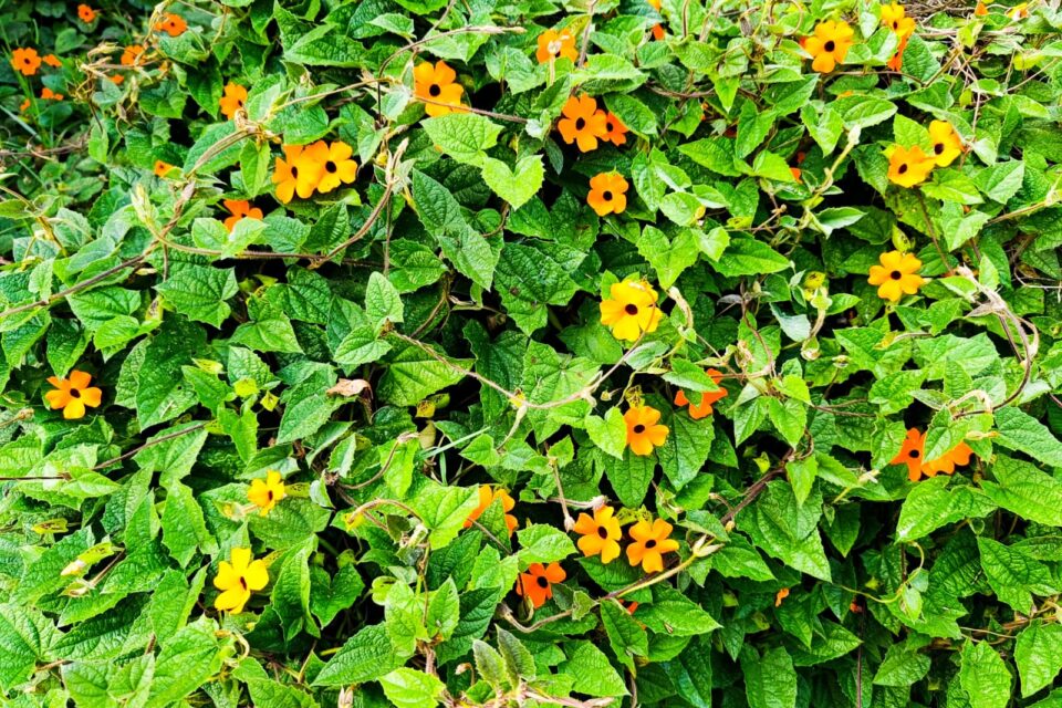 Ojo de poeta, una de las plantas invasoras de mayor crecimiento en la sabana de Bogotá. Imagen: OlgaCeciliaGuerrero.