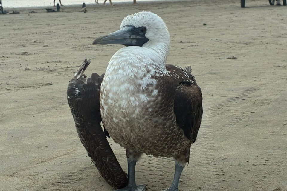Aves marinas muertas y nidos abandonados deja El Niño en Ecuador y Perú