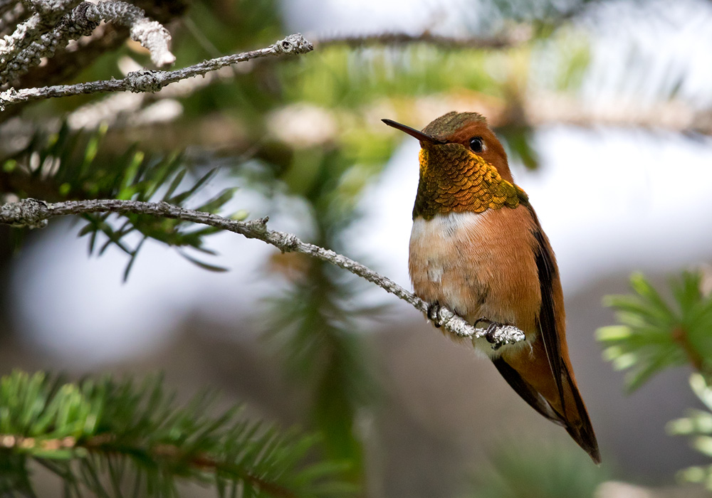 Rufous Hummingbird (Selasphorus rufus), United States (c) Lars Petersson