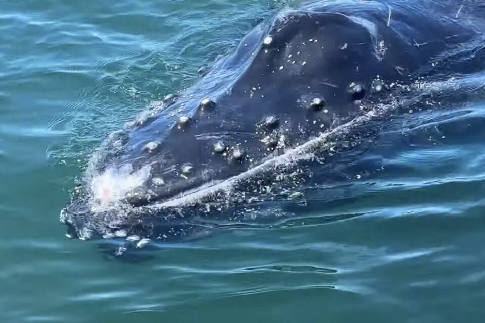 Al Pacífico colombiano llegan decenas de ballenas a tener sus crías. Imagen: CVC