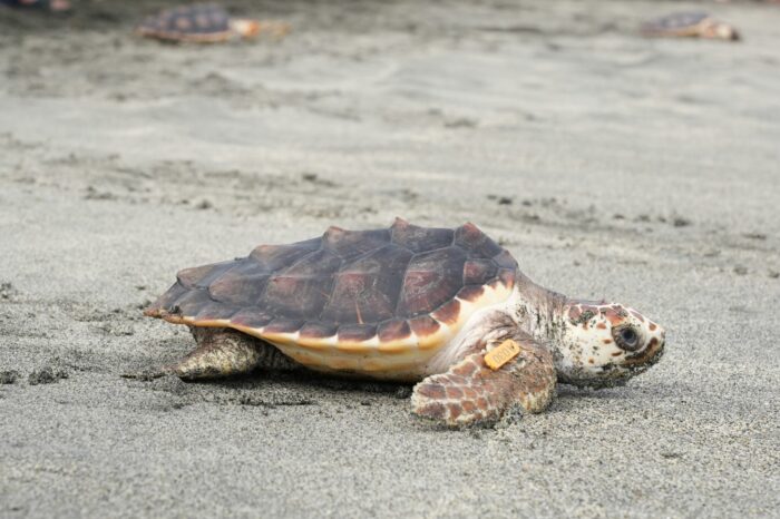 Liberan tortugas caguama