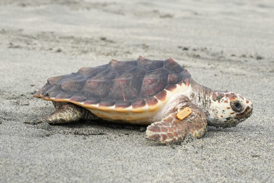 Liberan tortugas caguama