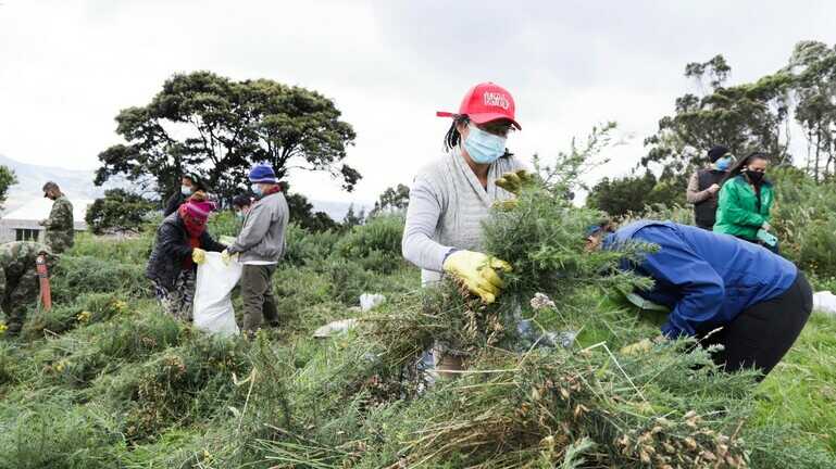 Trabajo de control de retamo espinoso en la localidad de Usme (2021,) entre la Secretaría de Ambiente, la Corporación Autónoma Regional de Cundinamarca (CAR), el Jardín Botánico de Bogotá, el Instituto Distrital de Gestión de Riesgos y Cambio Climático (Idiger), el Ejército Nacional y la comunidad. Foto Comunicaciones Secretetaría de Ambiente de Bogotá.