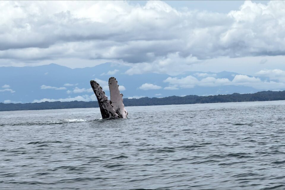 Entre julio y noviembre, las ballenas jorobadas visitan el Pacífico colombiano. Imágenes: CVC