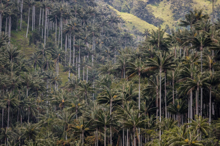 Tochecito, el santuario de la palma de cera
