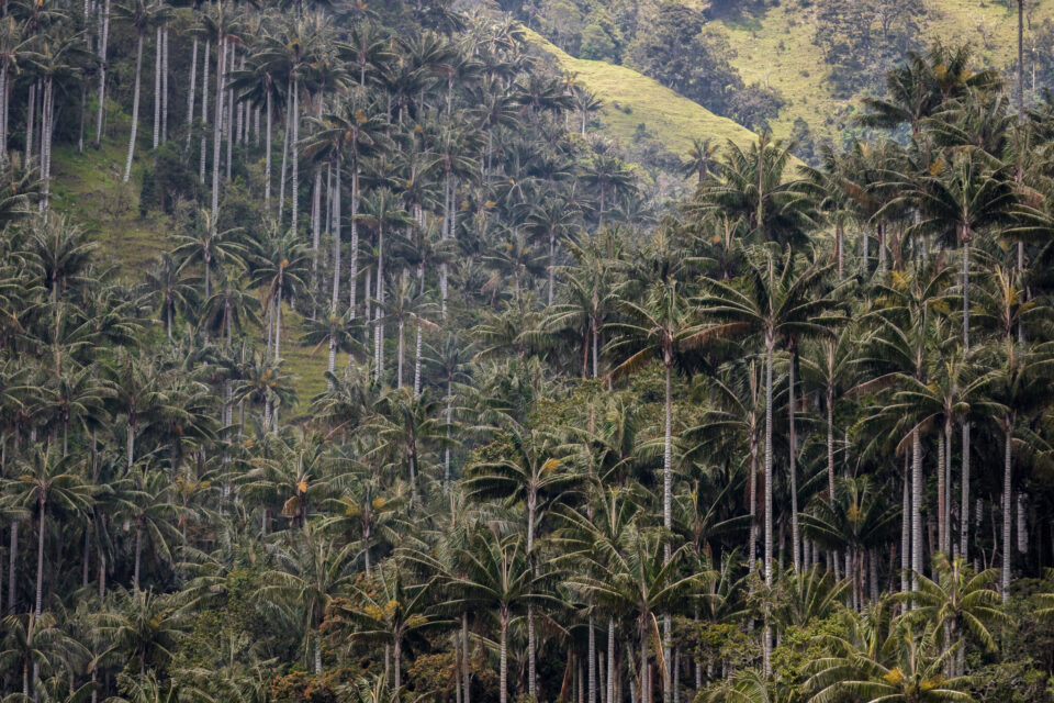 Palmas de Cera del Quindío. Imagen Felipe Villegas.