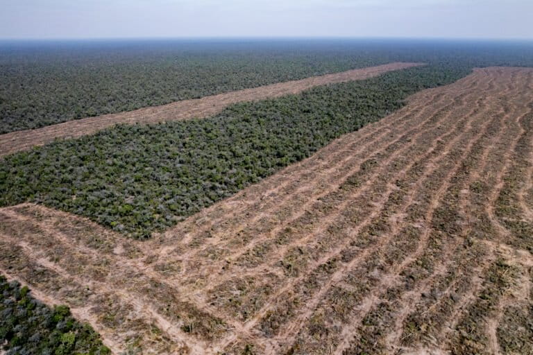 Burlaron la Ley de Bosques para deforestar medio millón de hectáreas