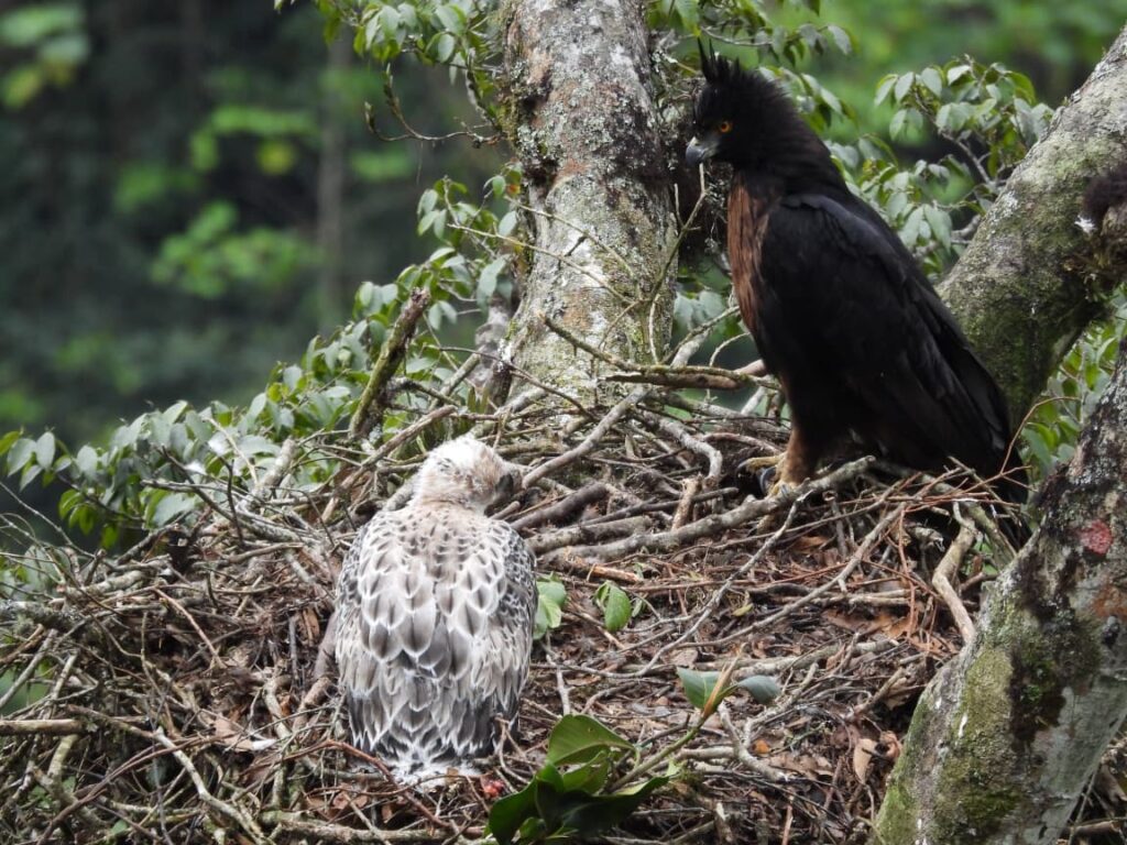 El polluelo de águila real de Montaña de regreso al nido. El ave es una de las especies más protegidas y estudiadas en el Huila. Imagen CAM.