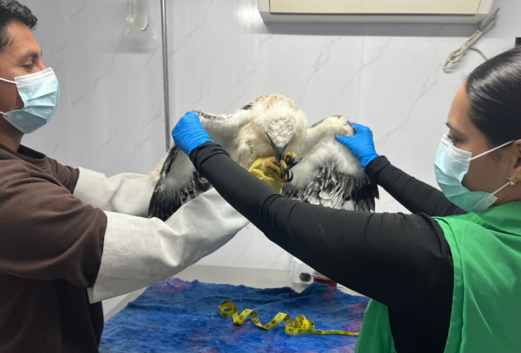 Evaluación física y comportamental por parte del equipo de biólogos y veterinarios del Centro de Paso de Fauna Silvestre. Imagen: CAM.