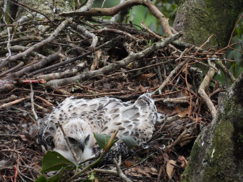 El polluelo de águila real de montaña sufrió un trauma leve y una herida en su ala derecha. Imagen: CAM.