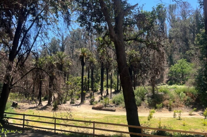 Jardín Botánico de Viña del Mar resurge en laboratorio de adaptación climática