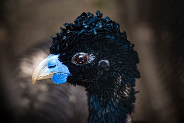 Paujil pico azul adulto. Imagen: Zoológico de Barranquilla.