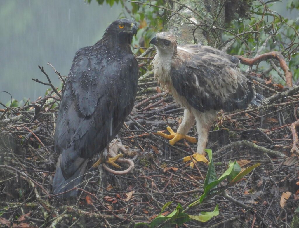 Contrario a lo que ocurre con otras aves, los padres del polluelo lo han recibido bien y le han llevado alimento. Imagen CAM.