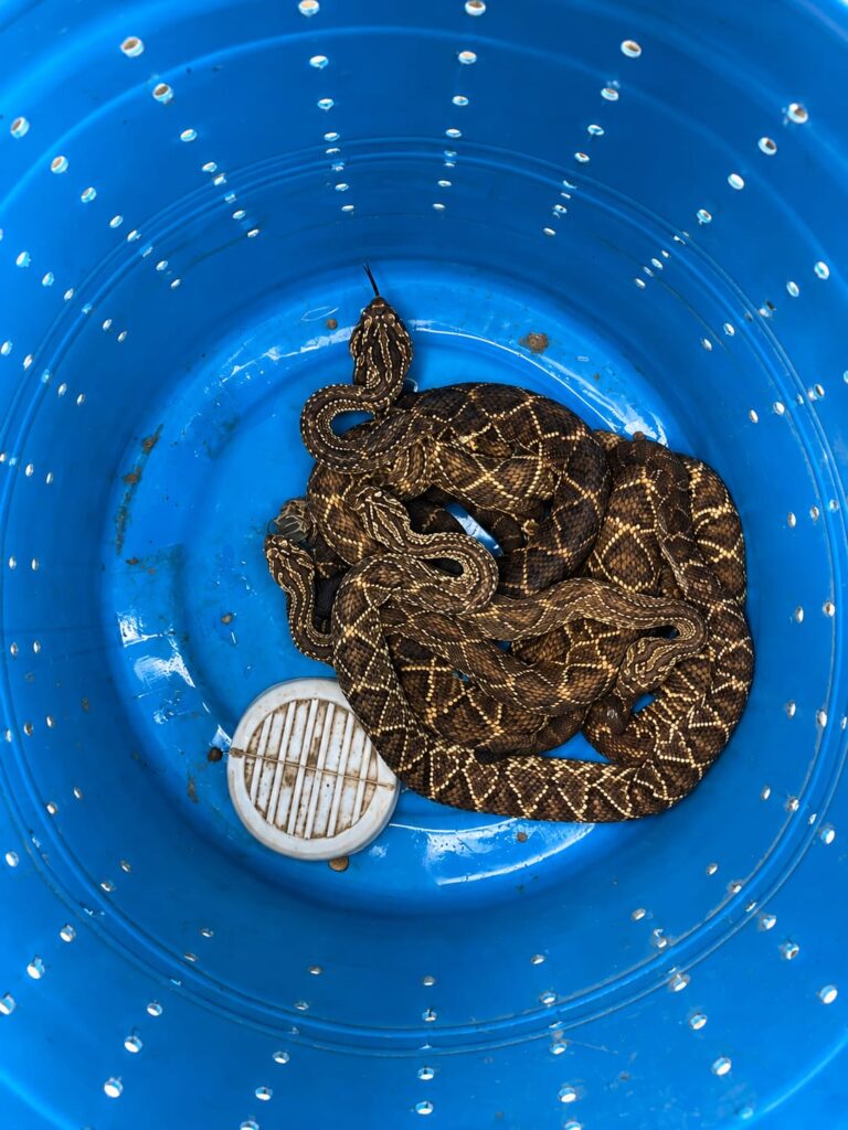 dado que se encontraba en buenas condiciones, los reptiles fueron liberados. Foto: CAM.