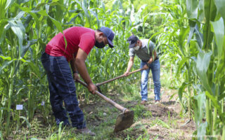 el Corredor Seco de Centroamérica es de las regiones más vulnerables a la desertificación y la sequía. Foto: cortesía José Hernández/FAO