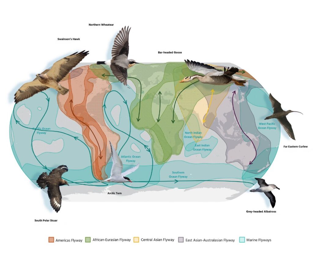 Rutas de las especies de aves migratorias. Mapa: BirdLife 2026