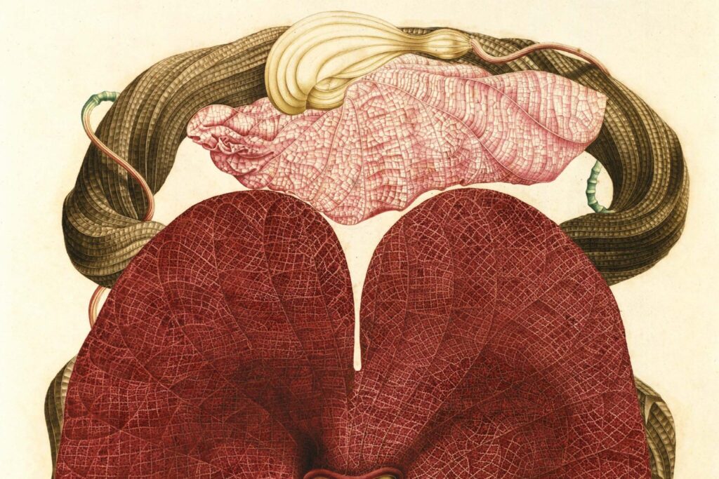 Aristolochia-cordiflora, imagen del mes de noviembre. Fuente: RJB-SCIC