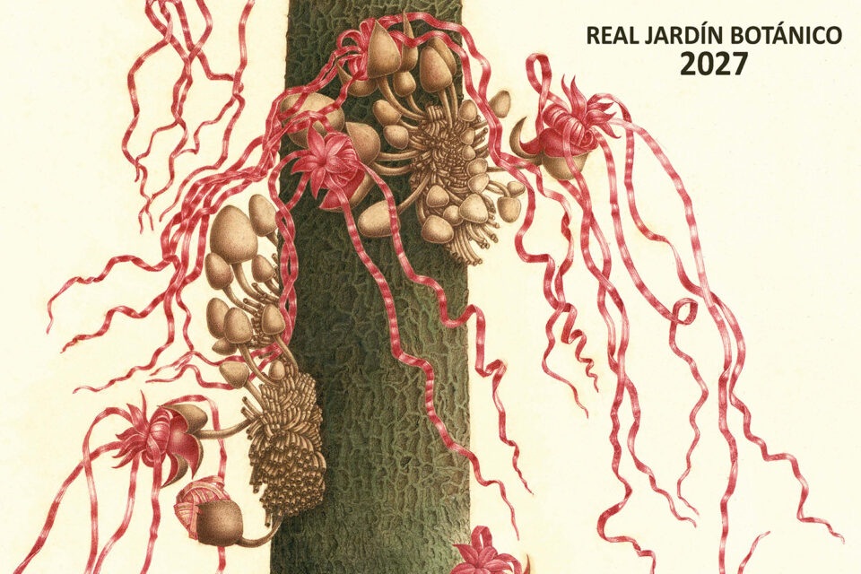 La portada del calendario 2027 es una planta muy representativa del bosque húmedo tropical de Mariquita, el “cacao esquinado o de cintillas”, la malvácea 'Theobroma pulcherrimum'. Imagen: RJB - CSIC.