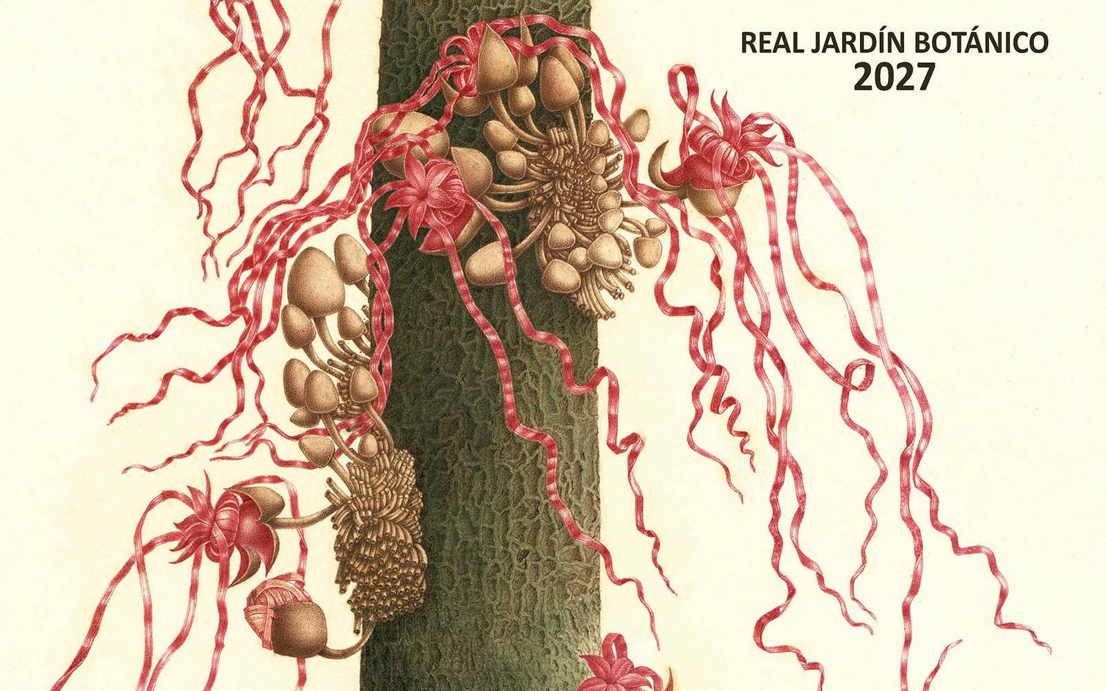 La portada del calendario 2027 es una planta muy representativa del bosque húmedo tropical de Mariquita, el “cacao esquinado o de cintillas”, la malvácea 'Theobroma pulcherrimum'. Imagen: RJB - CSIC.