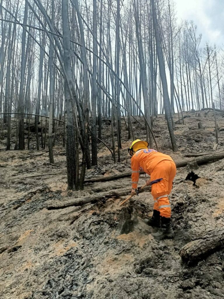 Bosque de pinos luego de ser apagado en Villa de Leyva. Imagen: Defensa Civil. 