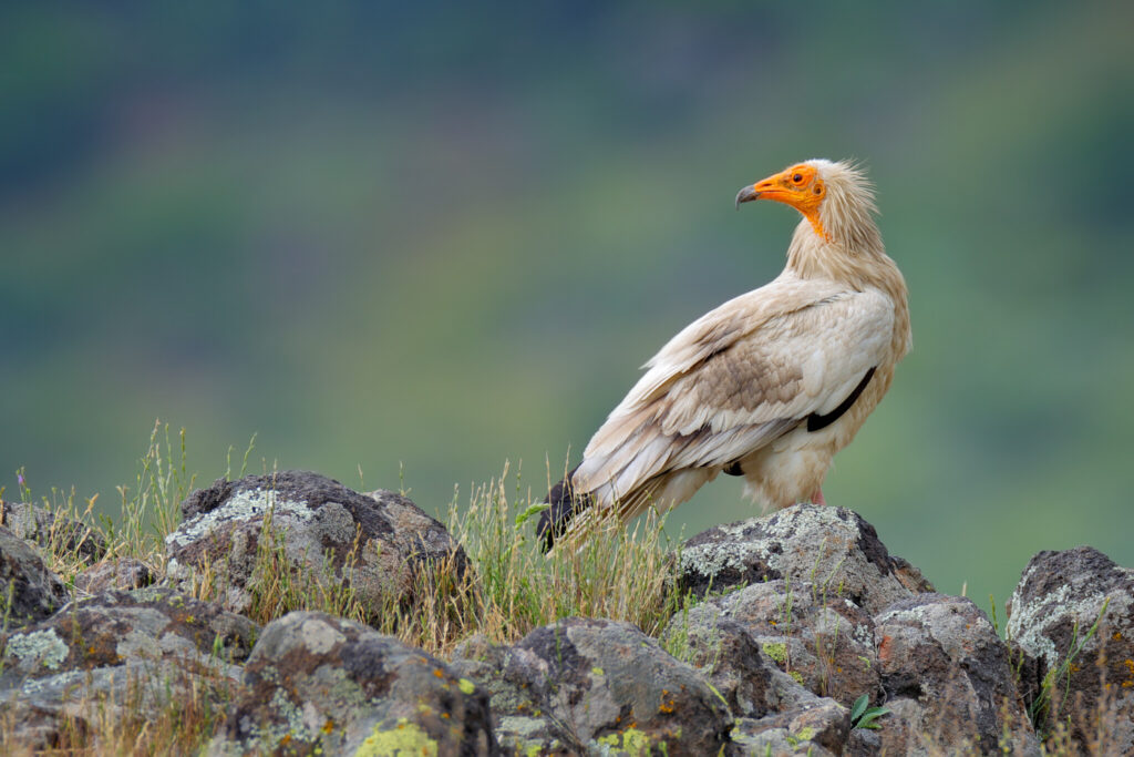 Buitre egipcio©Ondrej Prosicky, Shutterstock.
